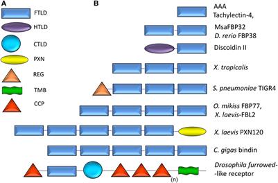 F-Type Lectins: A Highly Diversified Family of Fucose-Binding Proteins with a Unique Sequence Motif and Structural Fold, Involved in Self/Non-Self-Recognition